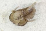 Scarce Cyphaspis Carrolli Trilobite - Oklahoma #104041-4
